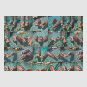 Papel De Seda Hippos no Play: Um Paraíso Pond