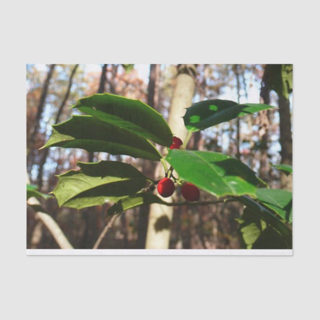 Papel De Seda Holly deixa eu feriado botânico (Frente )