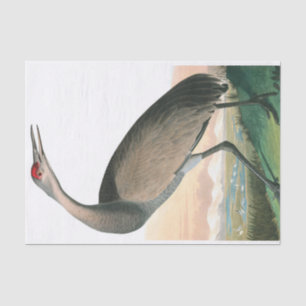 Papel De Seda Hooping Crane de John James Audubon