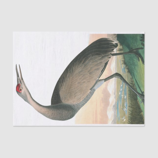 Papel De Seda Hooping Crane de John James Audubon (Frente )