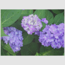 Hortênsia Lavanda