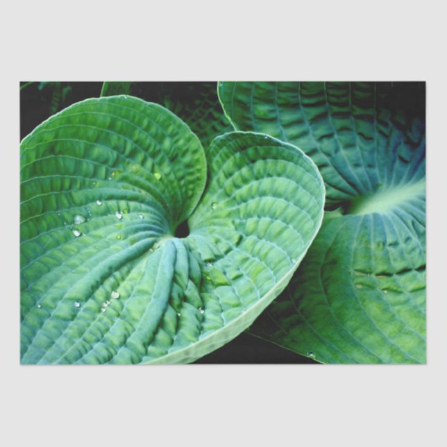 Papel De Seda Hosta Heart (Frente )