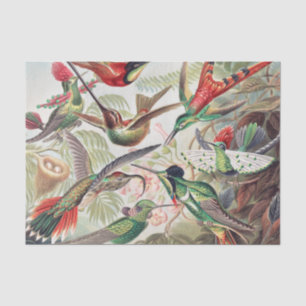 Papel De Seda Hummingbird, Trochilidae Kolibris, por Ernst Haeck
