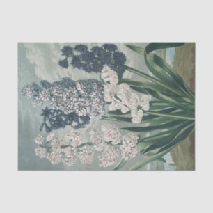 Papel De Seda Hyacinths (1807) - Exquisite Vintage Botânica