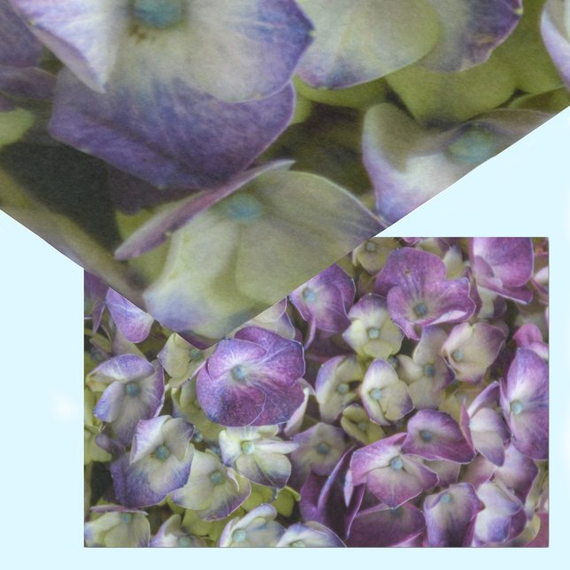 Papel De Seda Hydrangea Botânica Floral Púrpura Fotográfica (Criador carregado)
