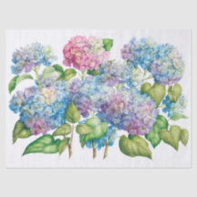 Hydrangeas in Bloom
