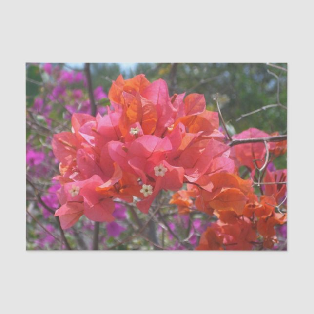 Papel De Seda Ilha Tropical Rosa Bougainvillea Floral (Frente )