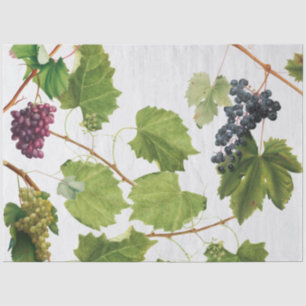 Papel De Seda Ilhas Gregas do Vineyard do Mediterrâneo