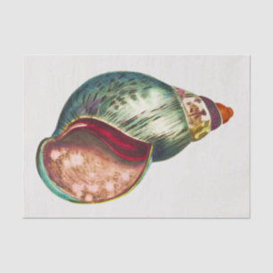 Papel De Seda Ilustração da Vintage Sea Shell por George Shaw