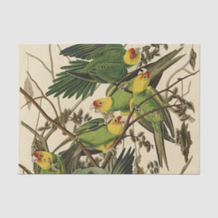 Papel De Seda Ilustração de Ave de Papagaio da Carolina de Audub