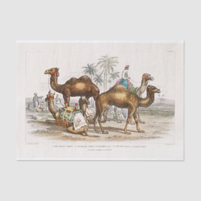 Papel De Seda Ilustração de Camelos da Índia, 1820 Decoupage (Frente )