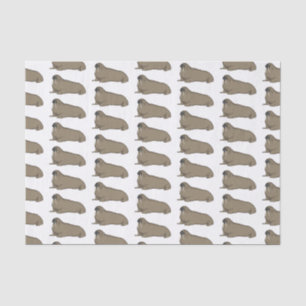 Papel De Seda Ilustração de desenho animado de Walrus