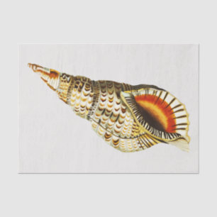 Papel De Seda Ilustração de trompete de Vintage Seashell