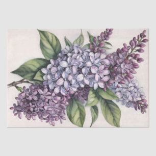 Papel De Seda Ilustração Lilac Bush Roxo Lilac