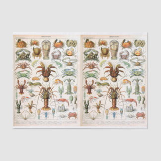 Papel De Seda Ilustração Millot, Crustáceos, Desligamento