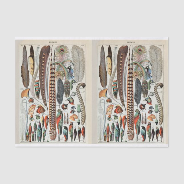 Papel De Seda Ilustrações de Millot, Penas de Aves, Desligamento