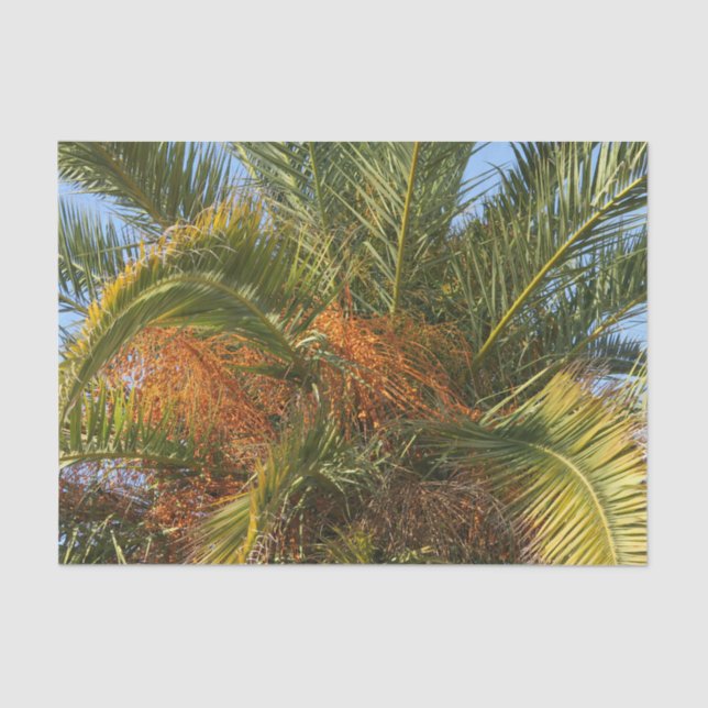 Papel De Seda IMG_7080.JPGverão, palma, folha, tropical, árvore, (Frente )