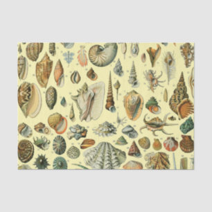 Papel De Seda Impressão de Conchas Vintage Adolphe Millot Costei