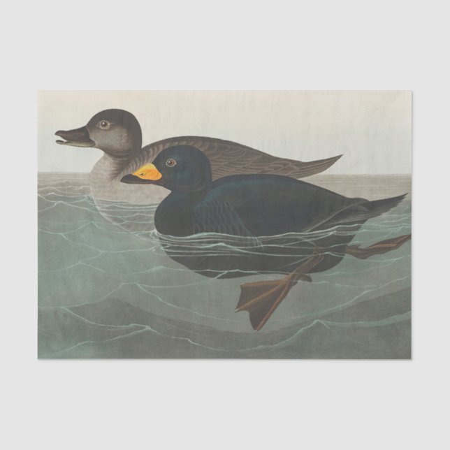 Papel De Seda Impressão do Pato-Marinho-Preto de Audubon: Pato C (Frente )