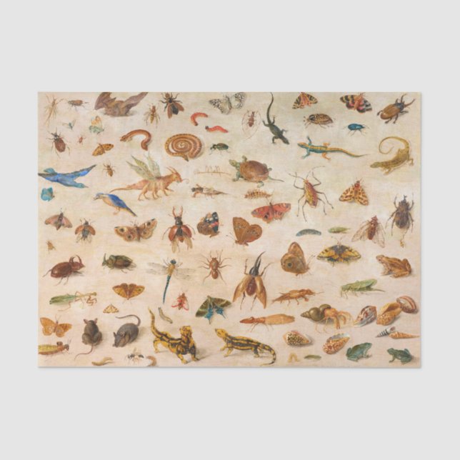 Papel De Seda Insetos, Anfíbios e Conchas de Jan van Kessel (Frente )