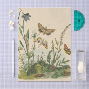 Papel De Seda Insetos de Jardim Antigos, Borboletas, Lagartas