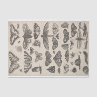 Papel De Seda Insetos Decoupage dos Lepidoptera da entomologia