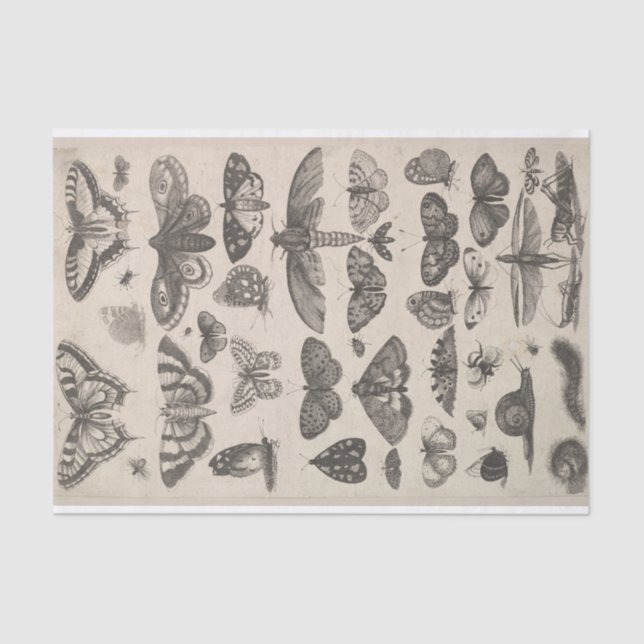Papel De Seda Insetos Decoupage dos Lepidoptera da entomologia (Frente )