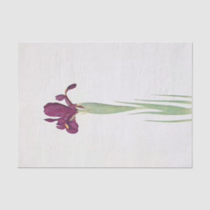 Papel De Seda Iris Filifolia por William Dykes