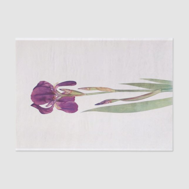 Papel De Seda Iris Kochii por William Dykes (Frente )