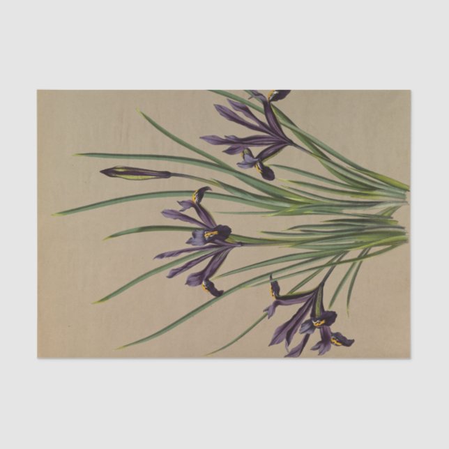 Papel De Seda Iris Reticulata por Arentina Hendrica Arendsen (Frente )