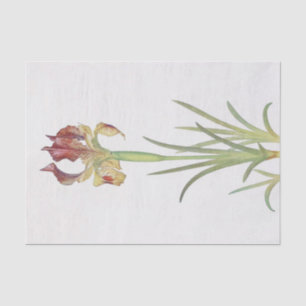 Papel De Seda Iris Sari por William Dykes