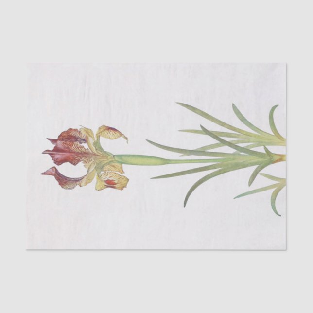 Papel De Seda Iris Sari por William Dykes (Frente )