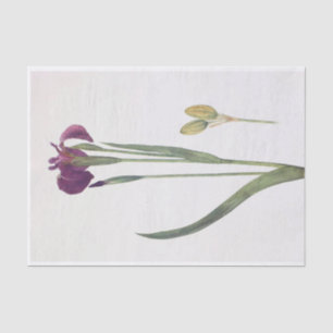 Papel De Seda Iris Setosa por William Dykes