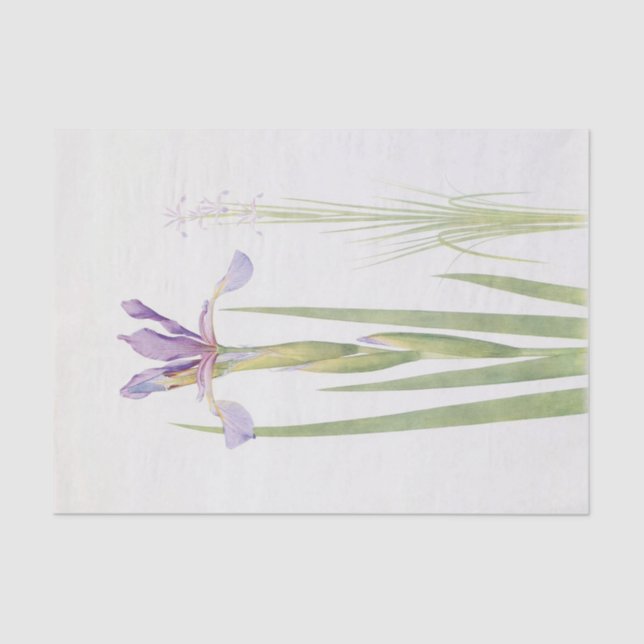 Papel De Seda Iris Spuria (Caxemira) por William Dykes (Frente )