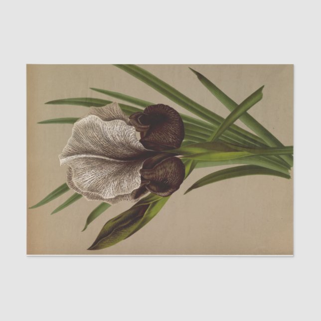 Papel De Seda Iris Susiana por Arentina Hendrica Arendsen (Frente )