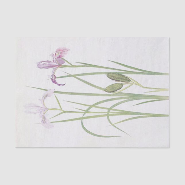 Papel De Seda Iris Tenax por William Dykes (Frente )