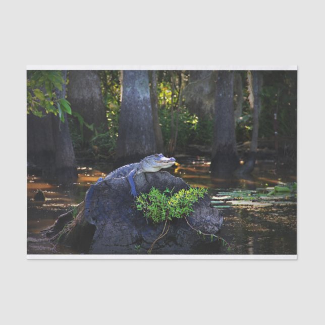 Papel De Seda Jacaré no pântano (Frente )