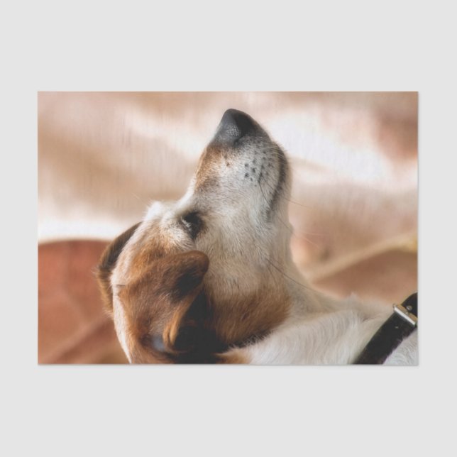 PAPEL DE SEDA JACK RUSSELL TERRIER DOG (Frente )