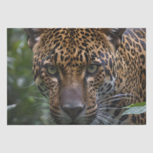 Papel De Seda Jaguar Perto Da Floresta,