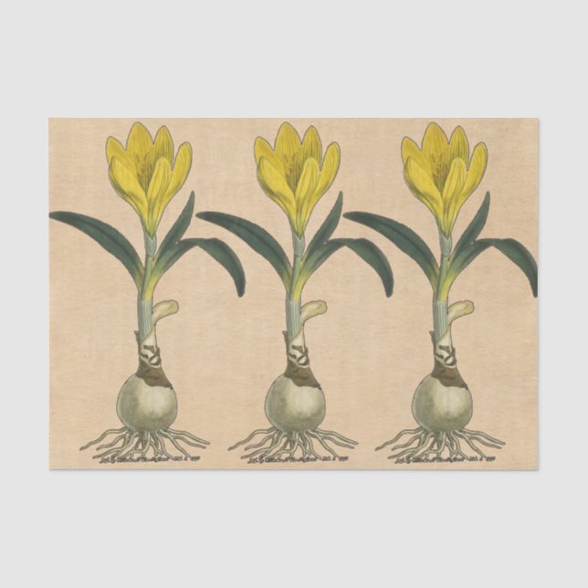 Papel De Seda Jardim Botânico de Tulipa Amaryllis Flor (Frente )
