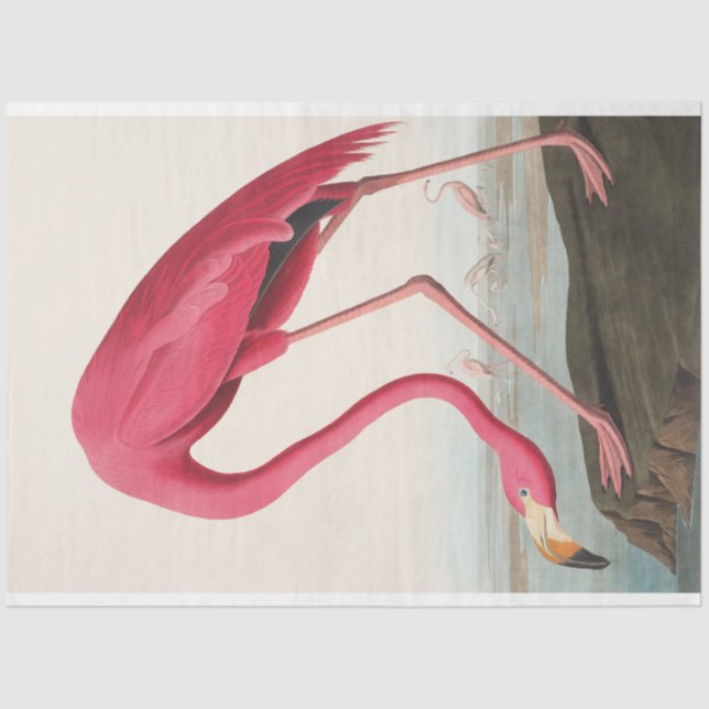 Papel De Seda John Audubon Flamingo Pink Trabalho de arte Decoup (Frente )