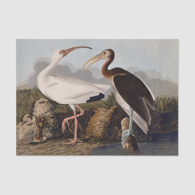 Papel De Seda John James Audubon White Ibis Bird Print Classic (Frente )