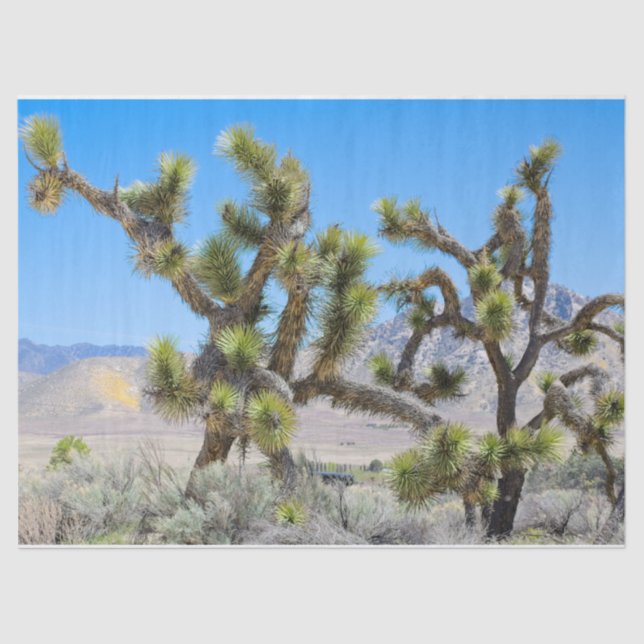 Papel De Seda Joshua Tree na Califórnia (Frente )
