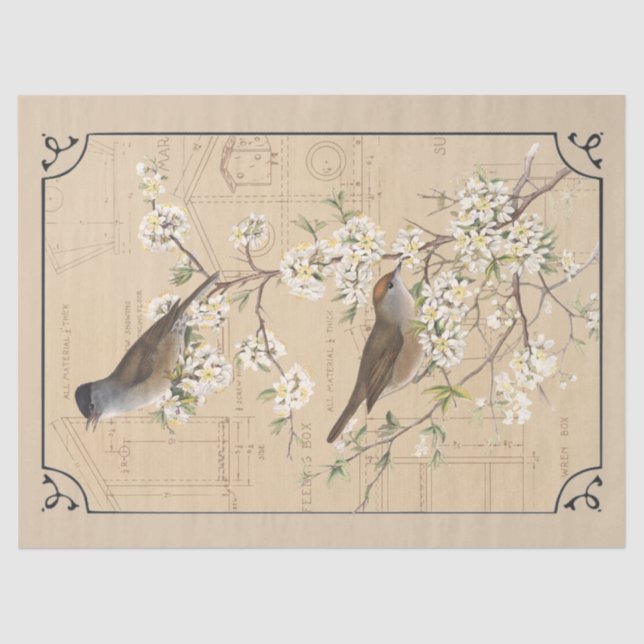 Papel De Seda Kraft Warbler Bird Birdhouse Disoupage Tan (Frente )