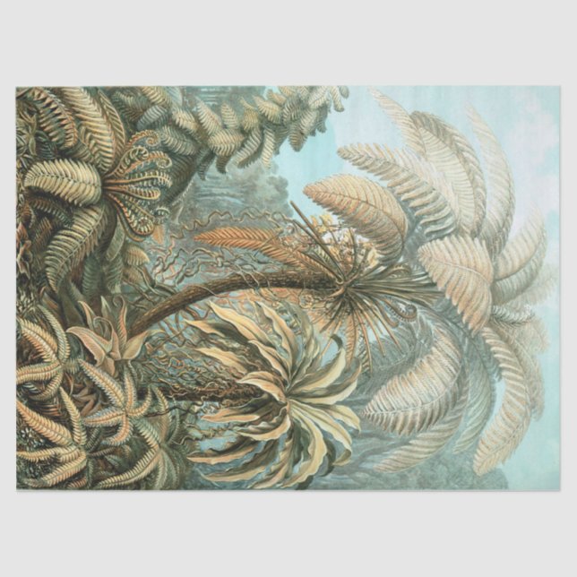 Papel De Seda Kunstformen der Nature, Filicinae - Ernst Haeckel (Frente )