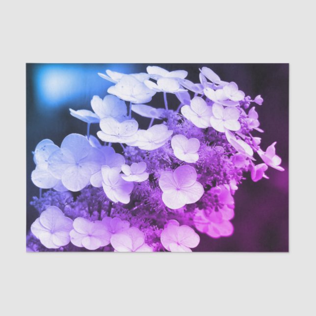 Papel De Seda Lacecap Hydrangea Black and White Tint Decoupage (Frente )