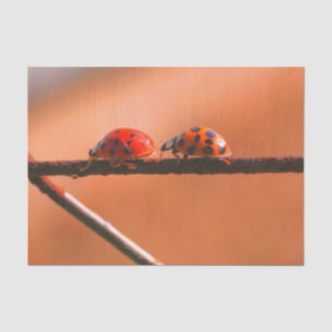 Papel De Seda Ladybugs Tocam Seguir A Decoupage Do Líder