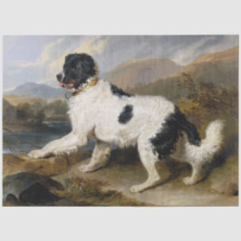 Papel De Seda Landseer Newfoundland Dog (Black and White Animal)
