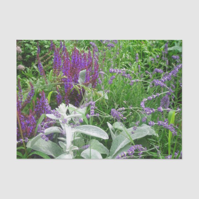 Papel De Seda Lavanda e orelha de Salvia Lambs (Frente )
