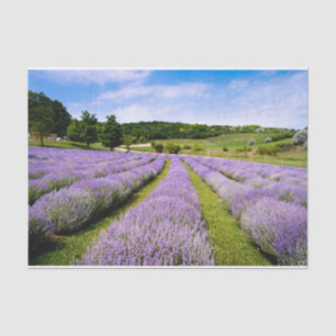 Papel De Seda Lavendar Fields